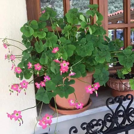 Hotel βeach ηotel 2*