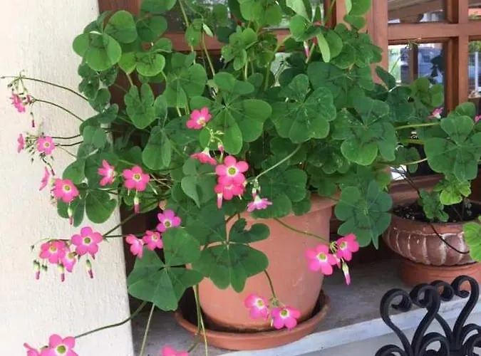 Szálloda βeach ηotel 2*